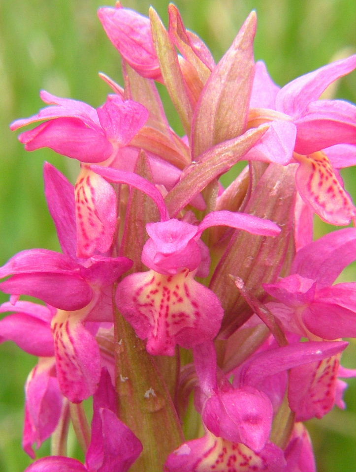 Ibrido D. incarnata x D. sambucina ???