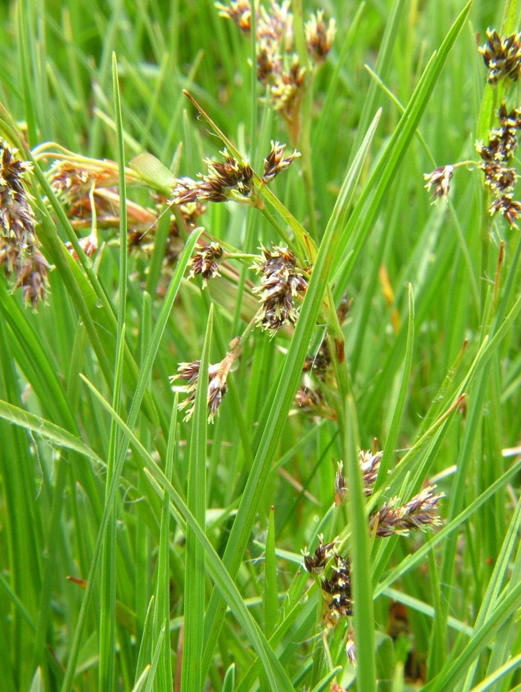 Luzula cfr. sylvatica