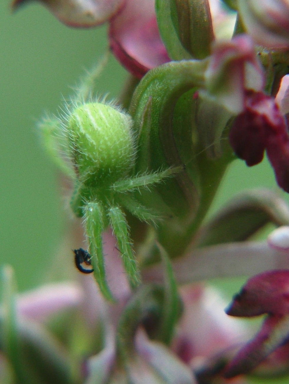 Heriaeus sp. (Thomisidae) - Nozarego (GE)
