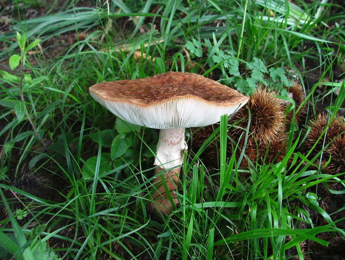 Amanita da determinare