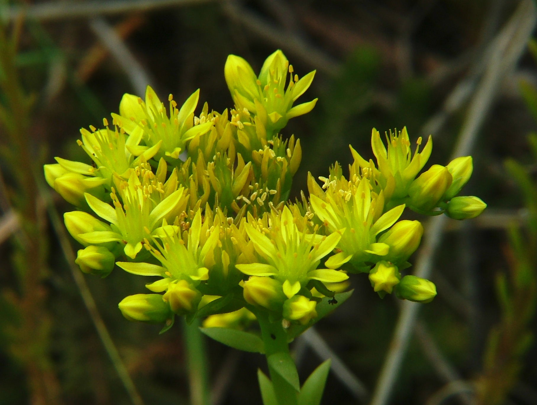 Sedum cfr. sexangulare