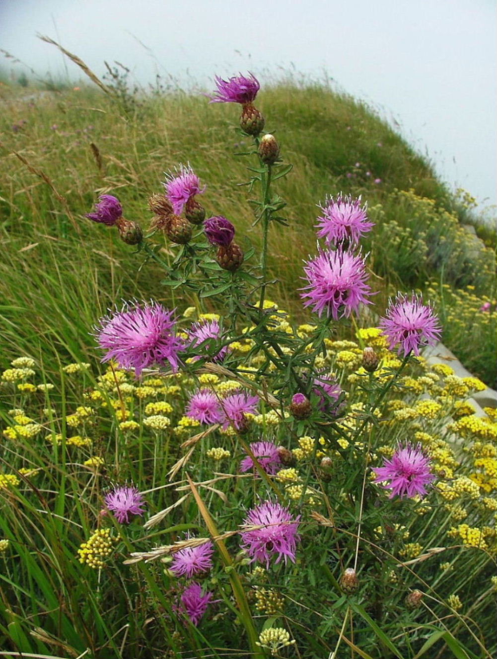 Monte Fasce (GE) - Centaurea aplolepa ??