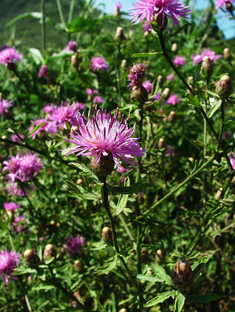 Monte Fasce (GE) - Centaurea aplolepa ??