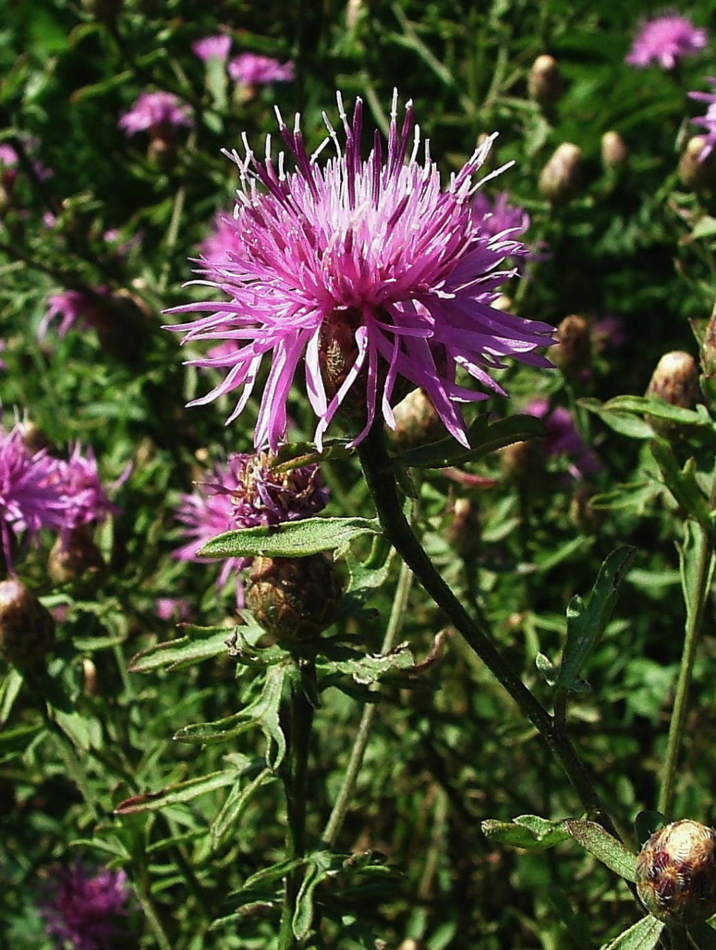 Monte Fasce (GE) - Centaurea aplolepa ??