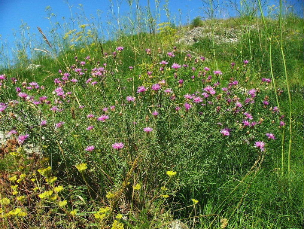 Monte Fasce (GE) - Centaurea aplolepa ??