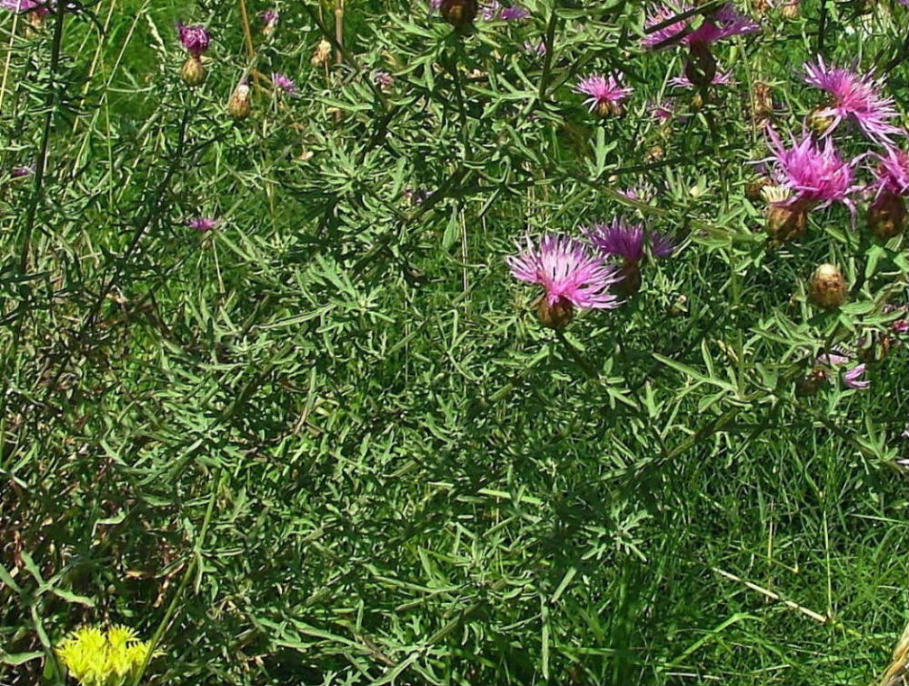 Monte Fasce (GE) - Centaurea aplolepa ??