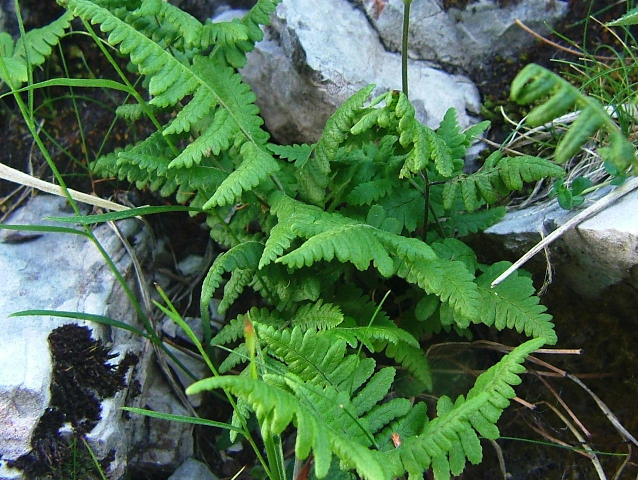 Gymnocarpium robertianum / Felce del calcare