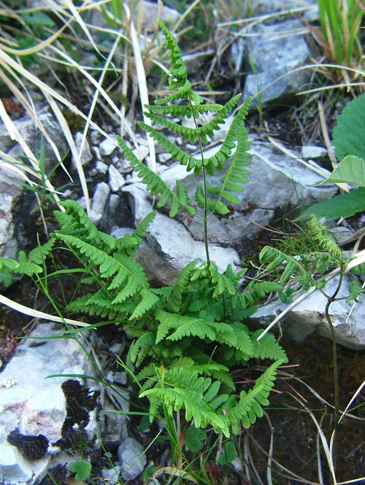 Gymnocarpium robertianum / Felce del calcare