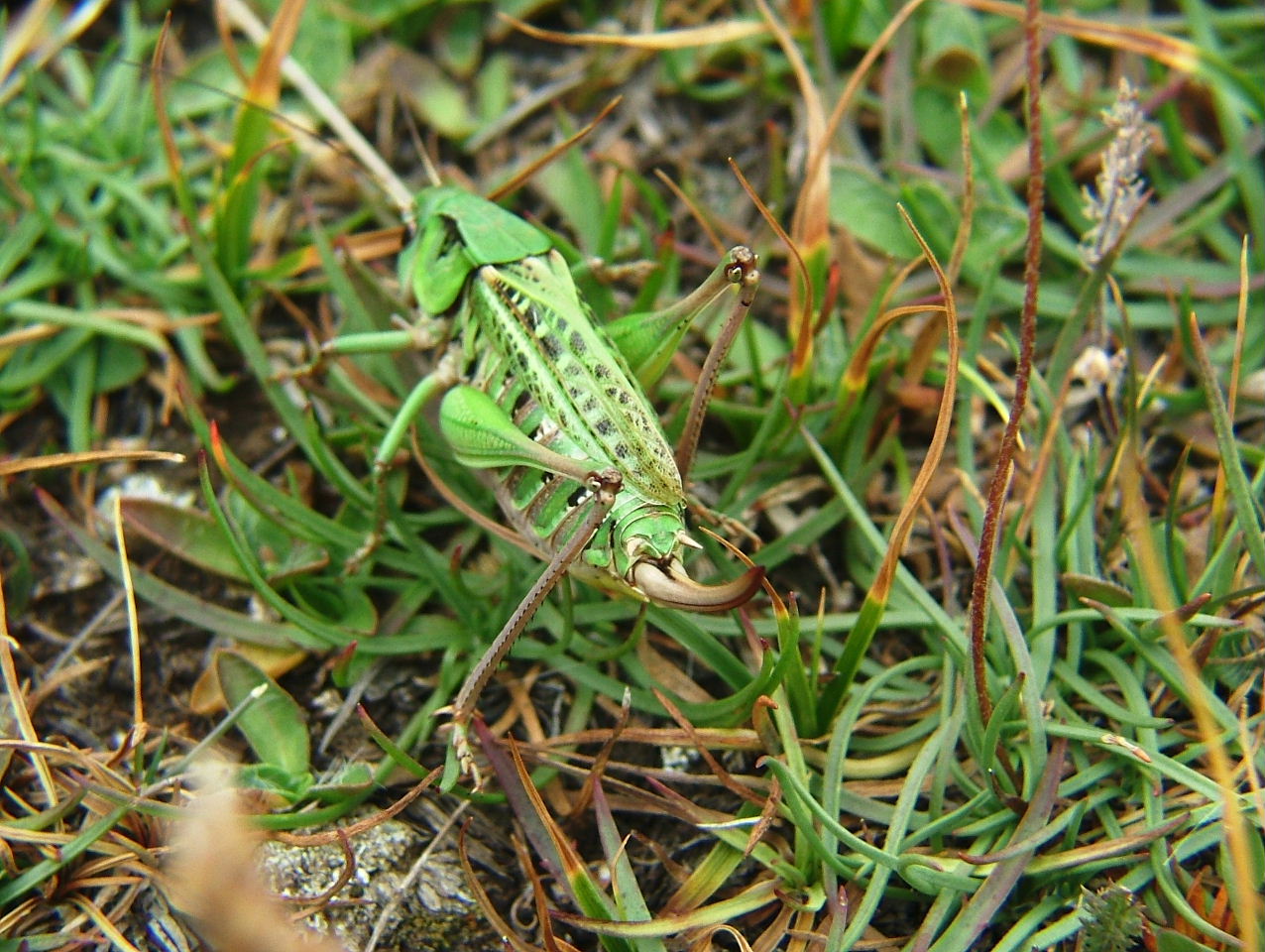 Femmina di Decticus verrucivorus