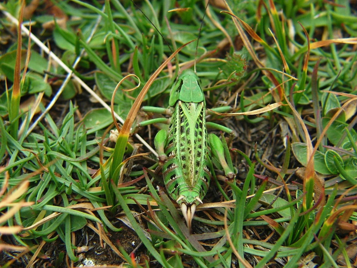 Femmina di Decticus verrucivorus