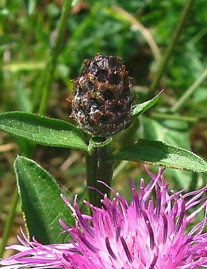 Centaurea da determinare �3