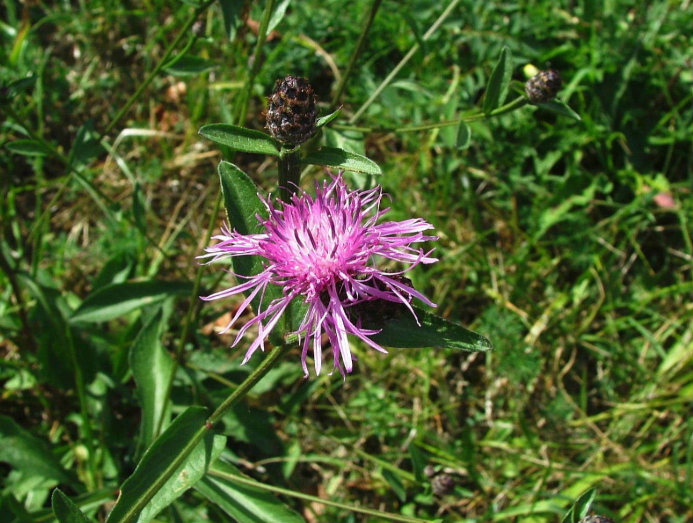Centaurea da determinare �3