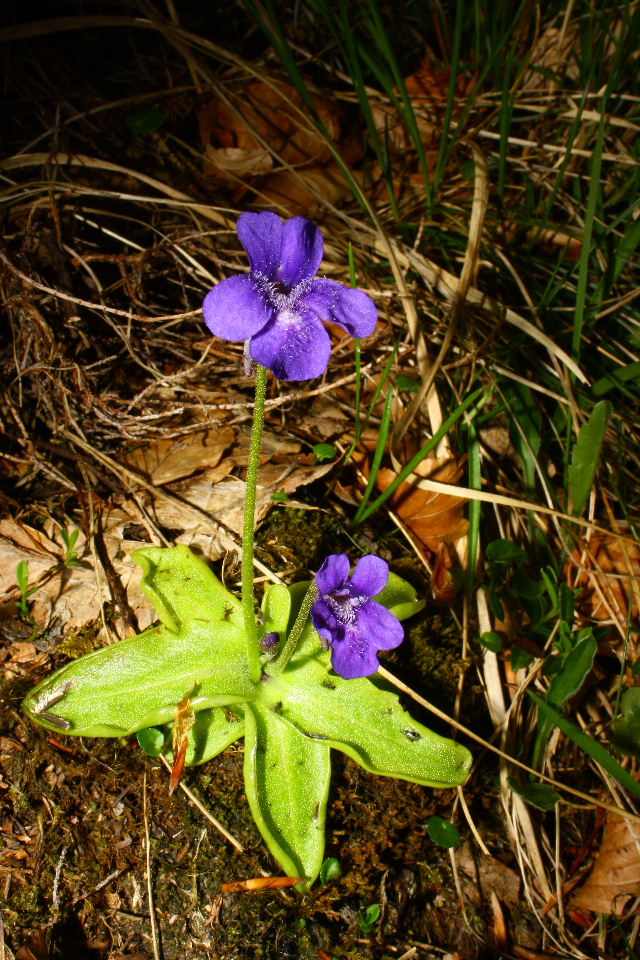 Apuane (MS) :  Pinguicula mariae / Pinguicola  Maria