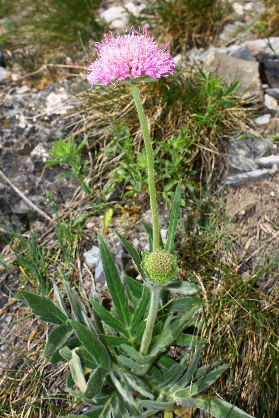 Knautia mollis / Ambretta delle Alpi Marittime