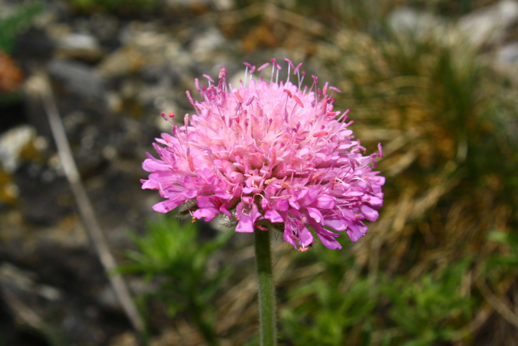 Knautia mollis / Ambretta delle Alpi Marittime