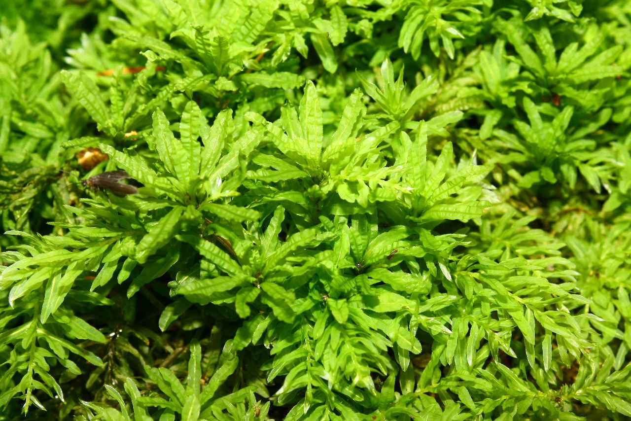 Muschio ?? da determinare