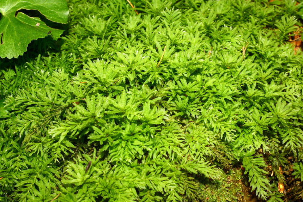 Muschio ?? da determinare