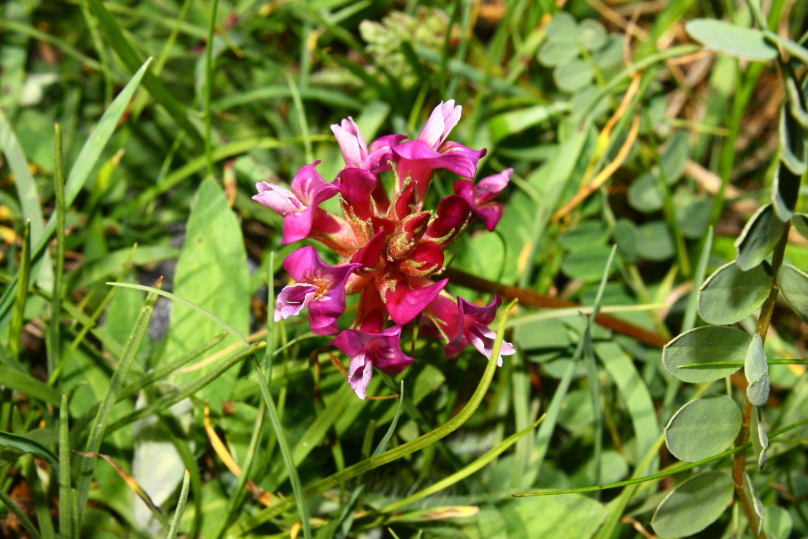 Astragalus monspessulanus