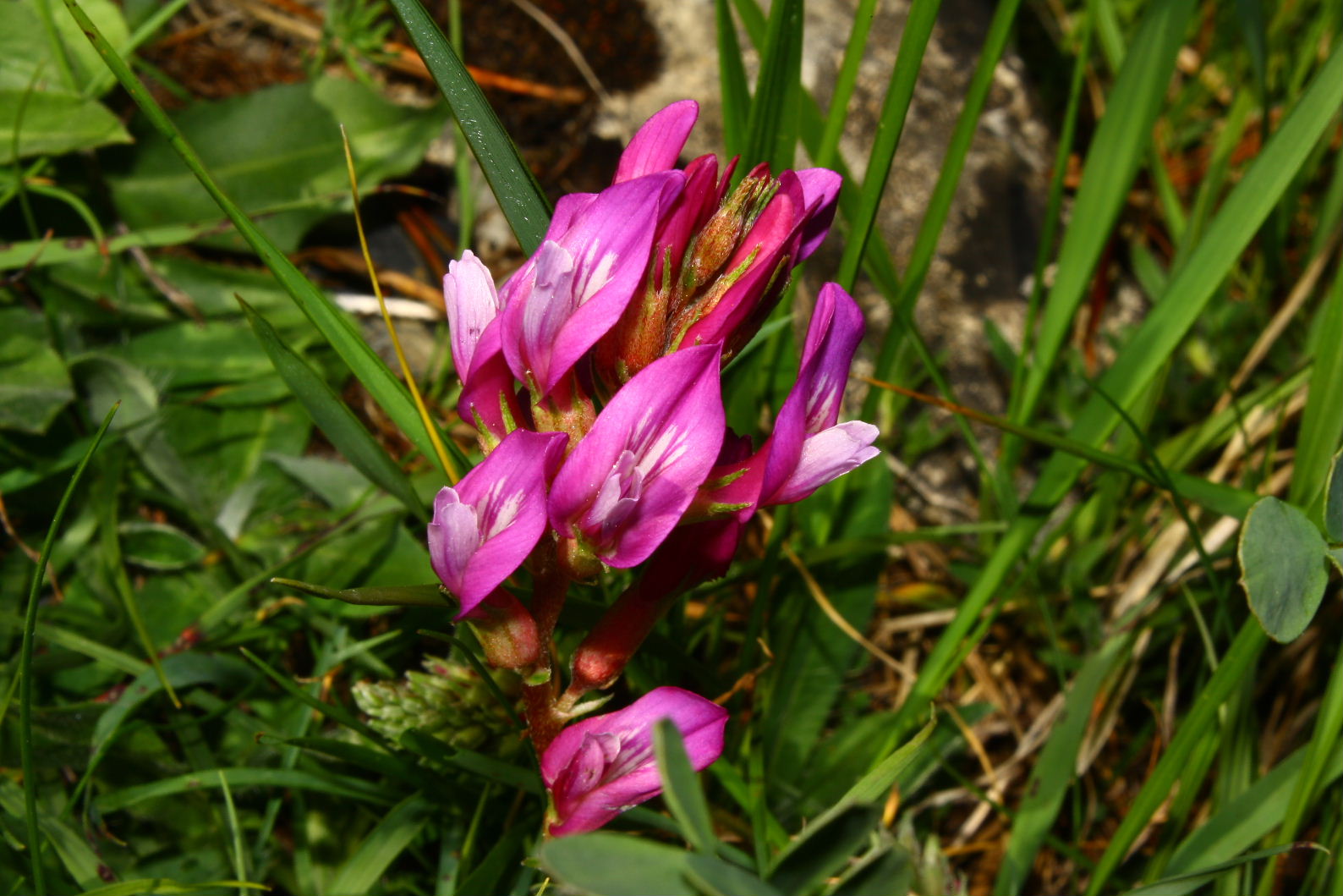 Astragalus monspessulanus