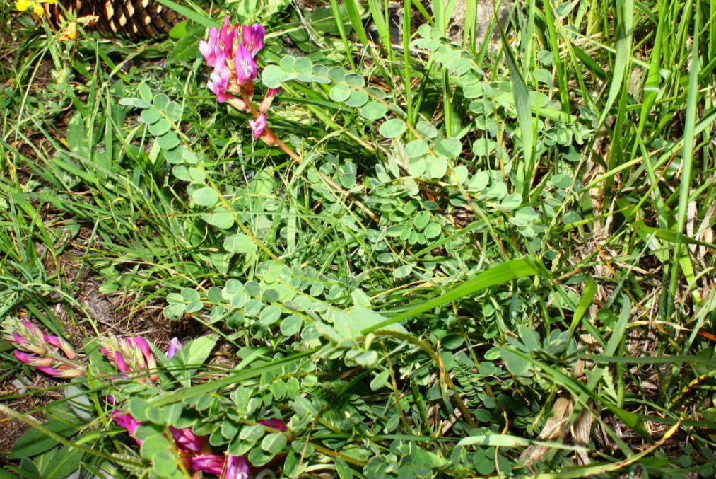 Astragalus monspessulanus