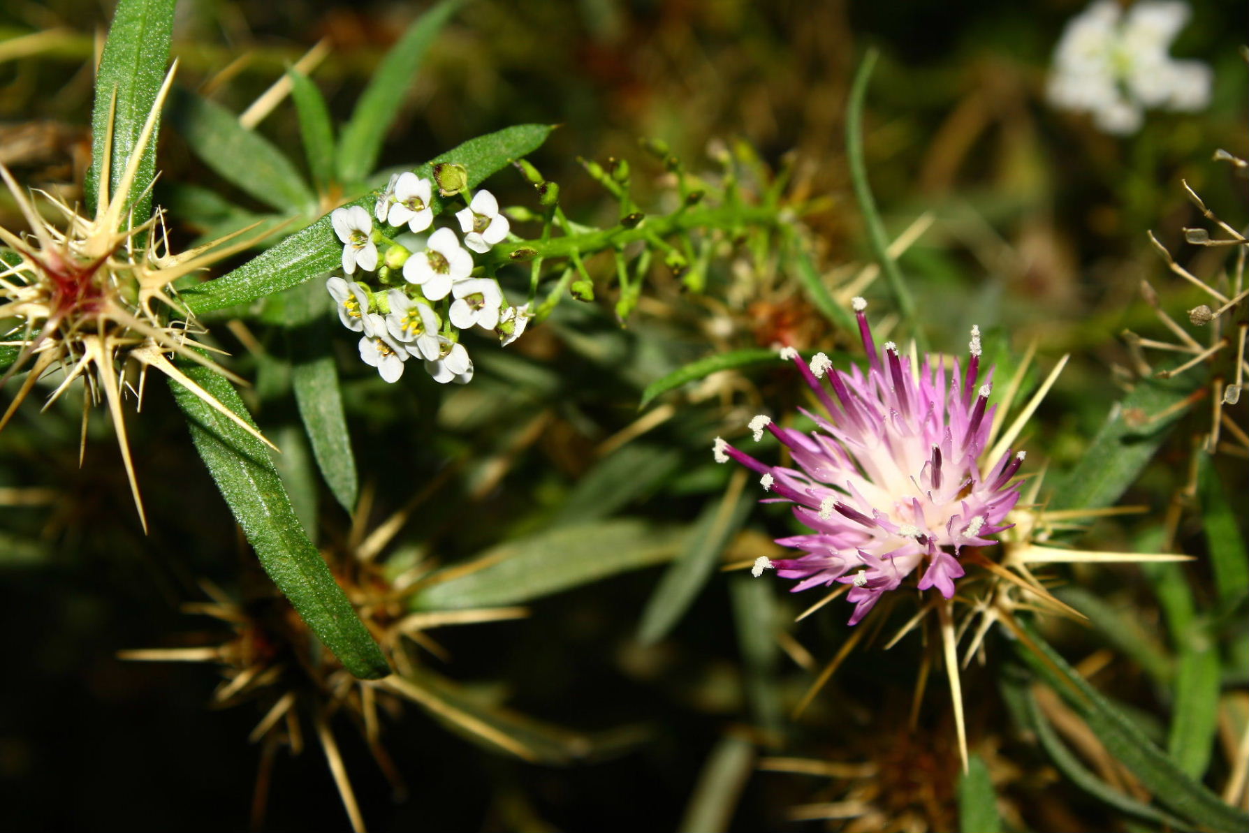 Centaurea calcitrapa / Fiordaliso stellato