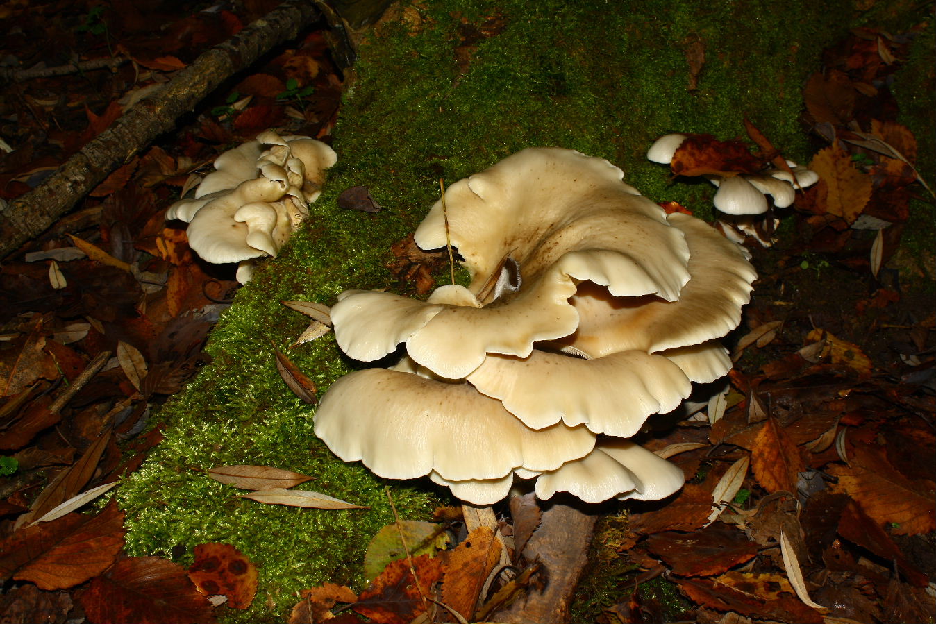 Pleurotus? Da determinare