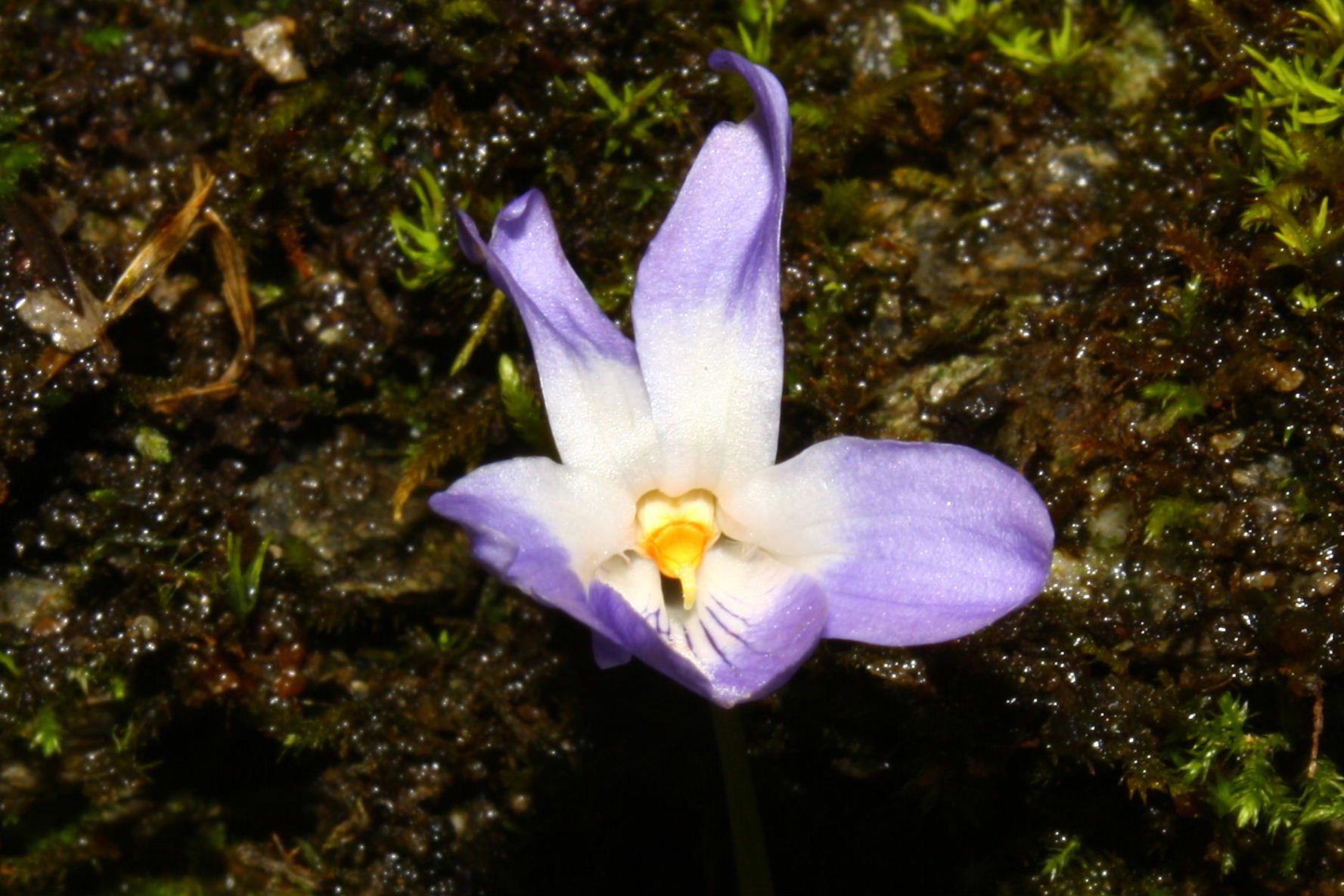 Viola da determinare-3 ??