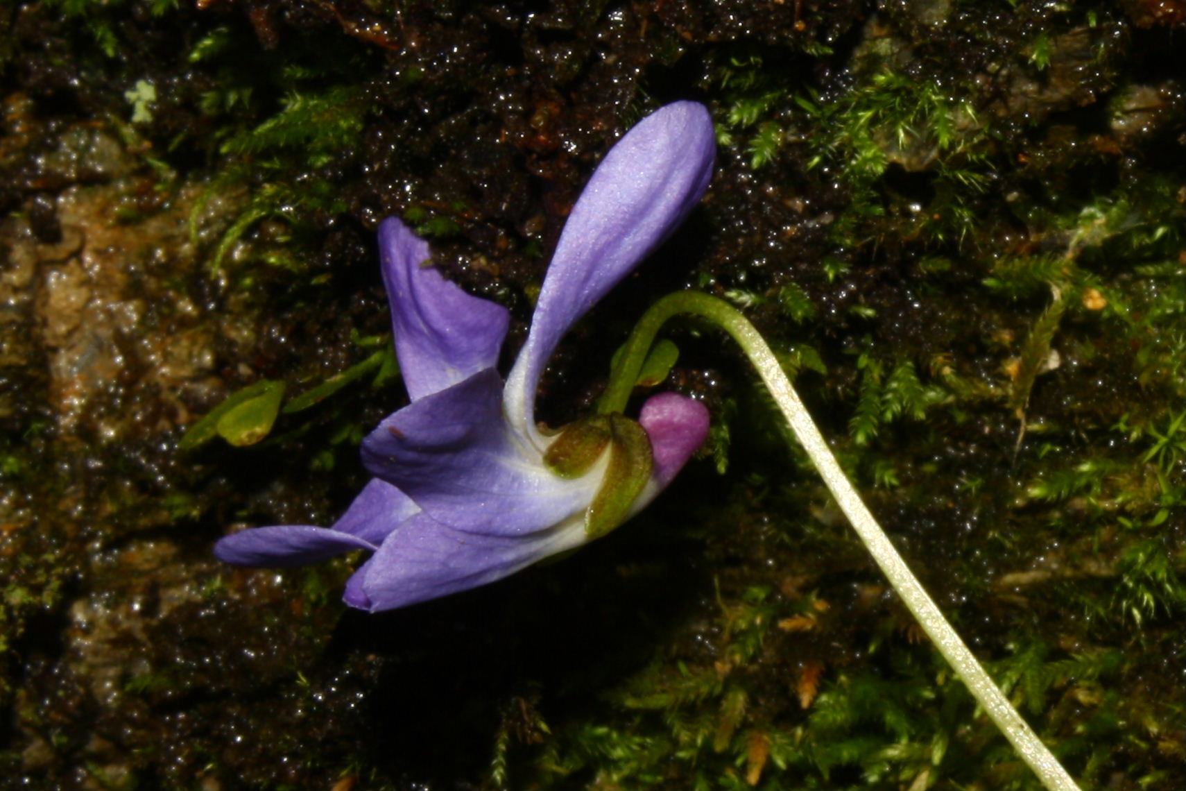 Viola da determinare-3 ??