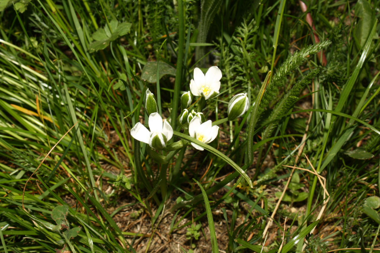 Ornithogalum da determinare