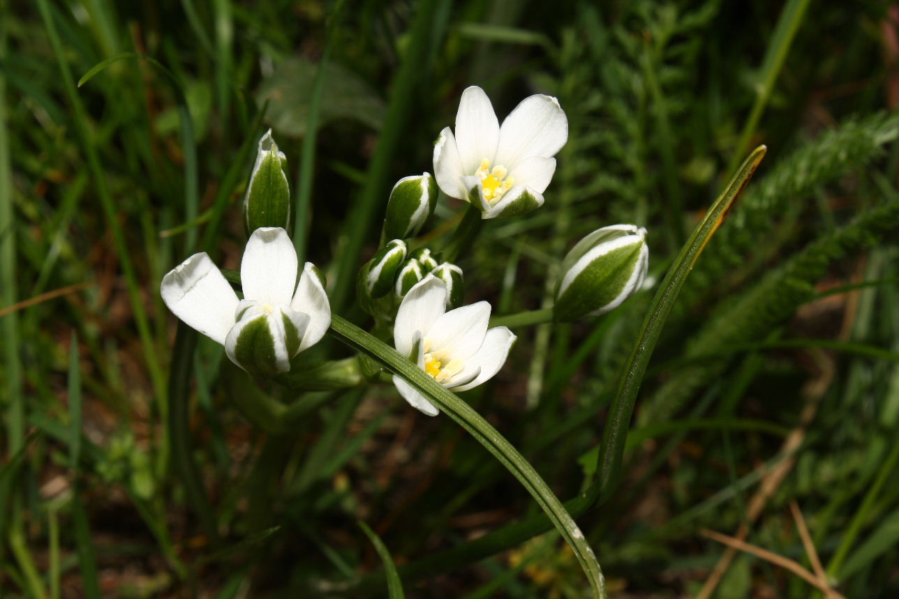 Ornithogalum da determinare