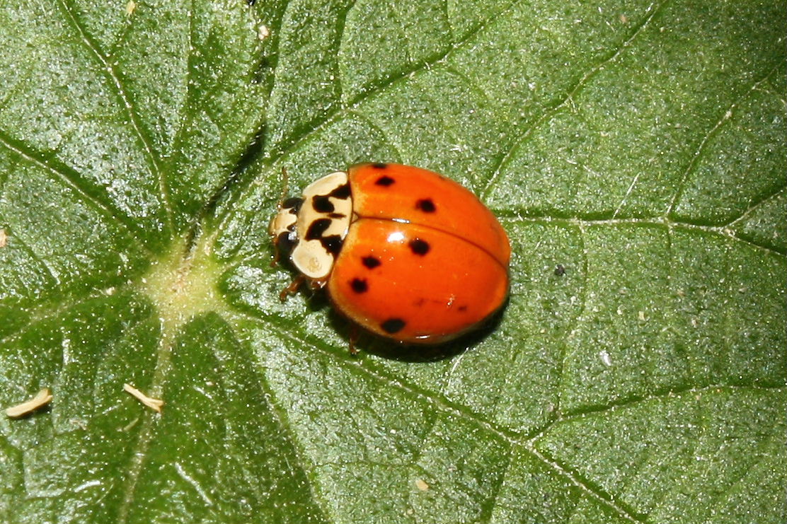 Coccinellidae - Harmonia axyridis