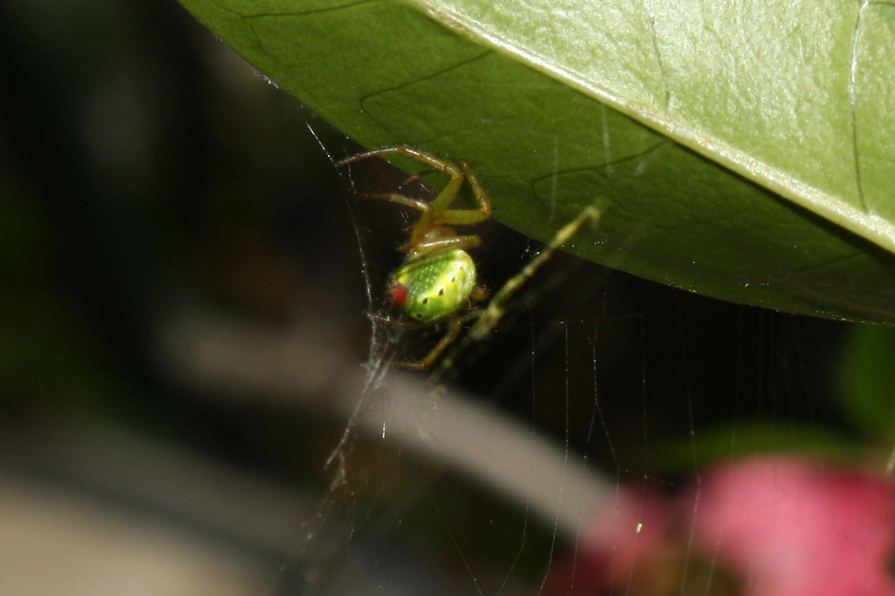 Araniella sp. con ovisacco - Genova (GE)