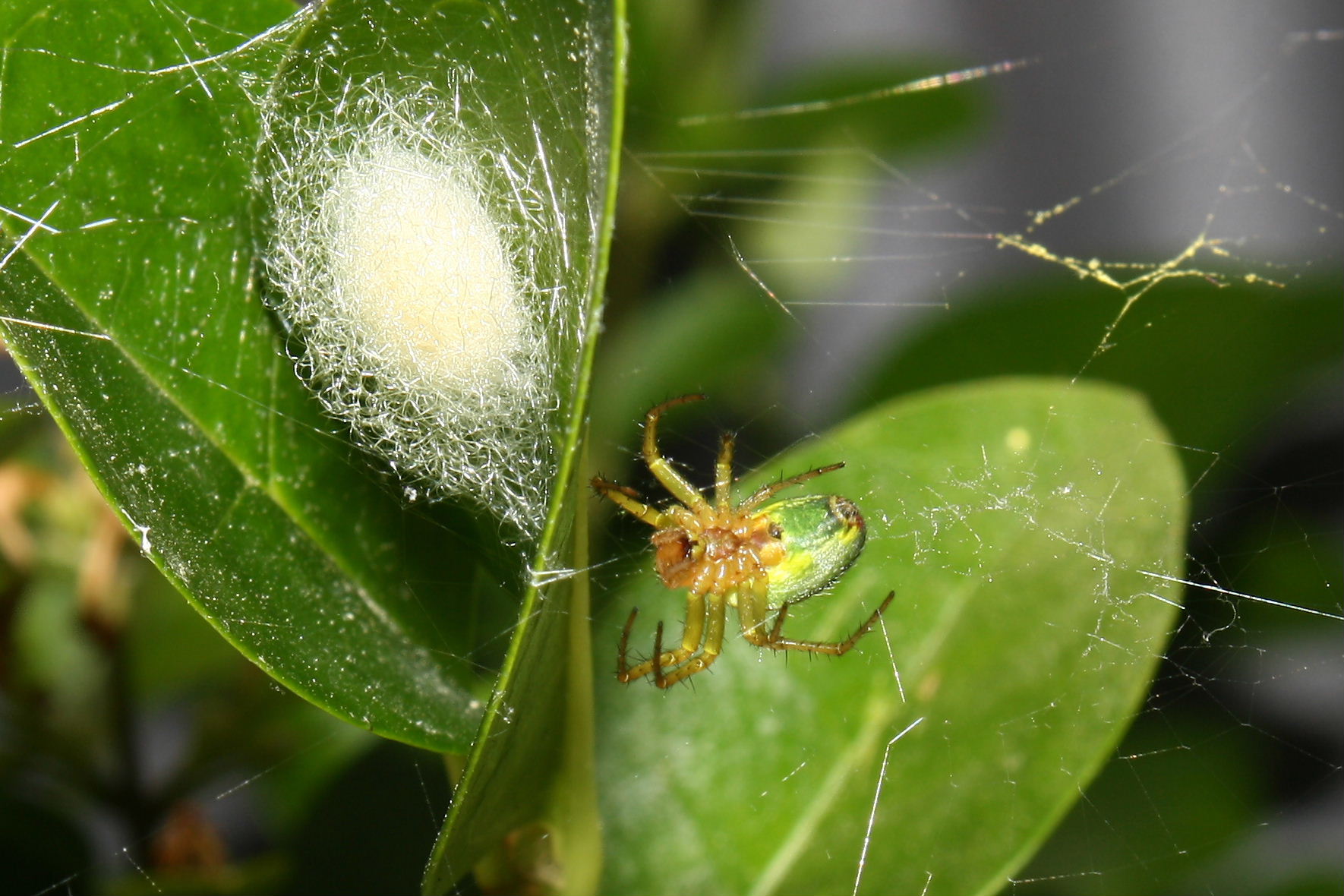 Araniella sp. con ovisacco - Genova (GE)