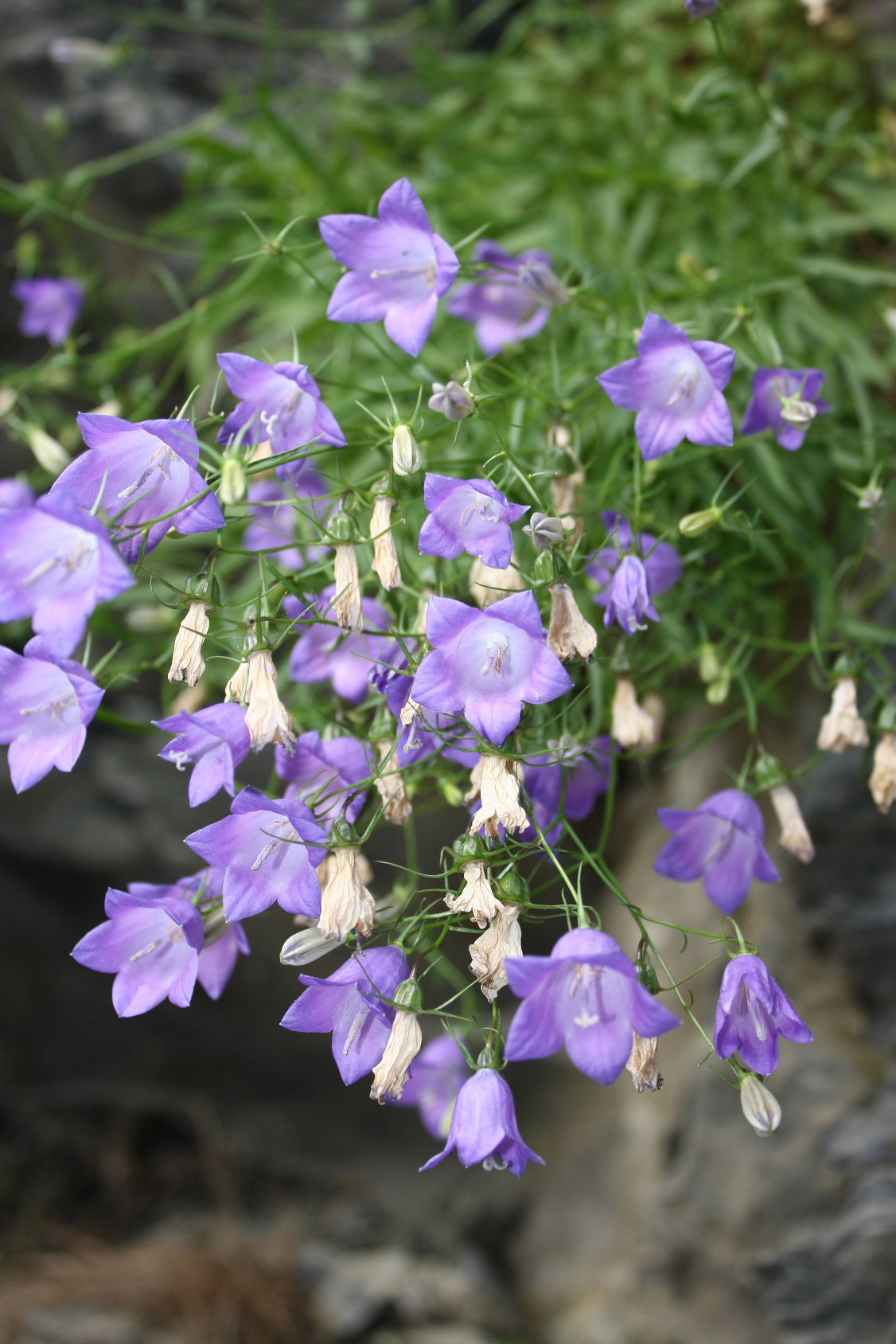 Campanula persicifolia e Campanula macrorhiza