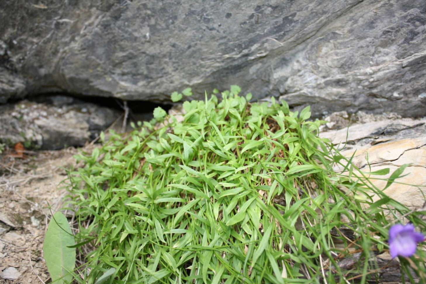 Campanula persicifolia e Campanula macrorhiza