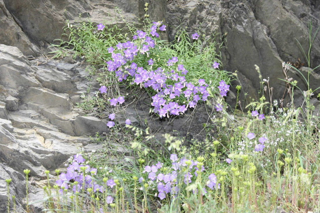 Campanula persicifolia e Campanula macrorhiza