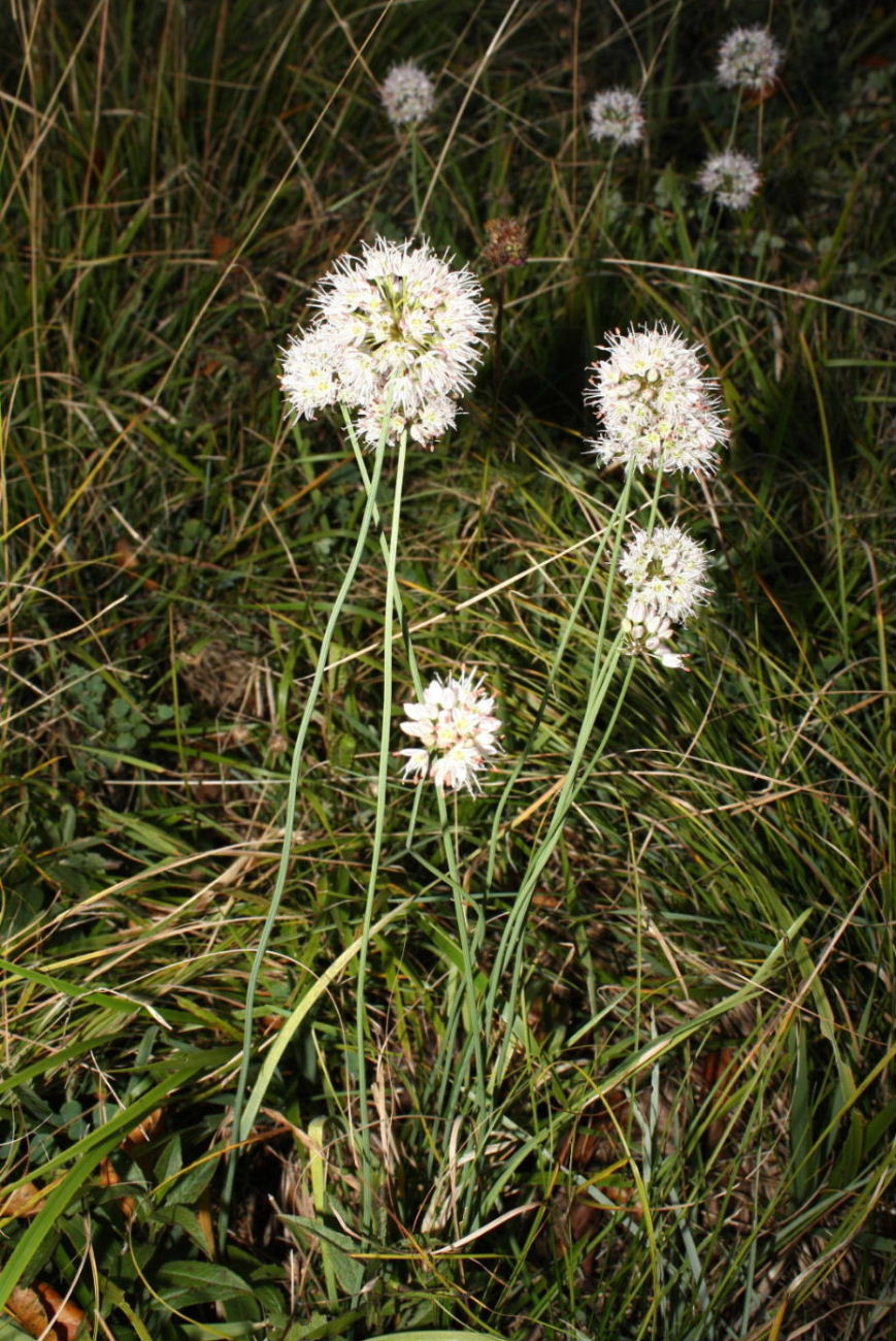 Allium ericetorum