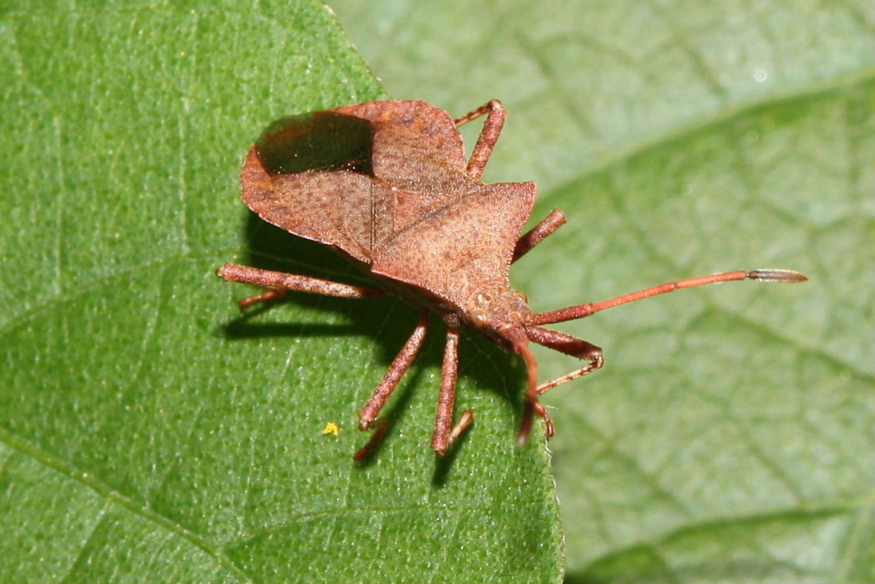 Coreidae: Coreus marginatus della Liguria (SV)