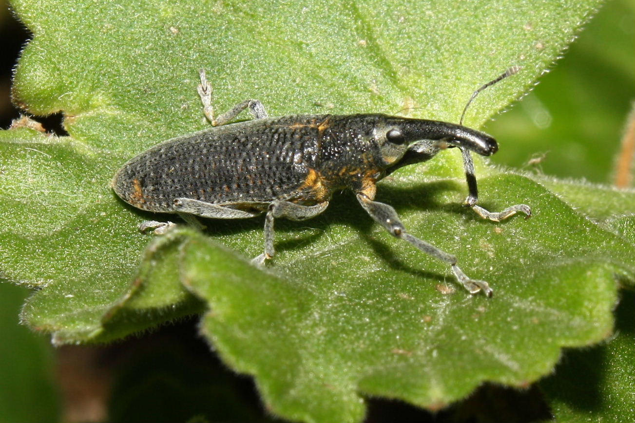Lixus pulverulentus