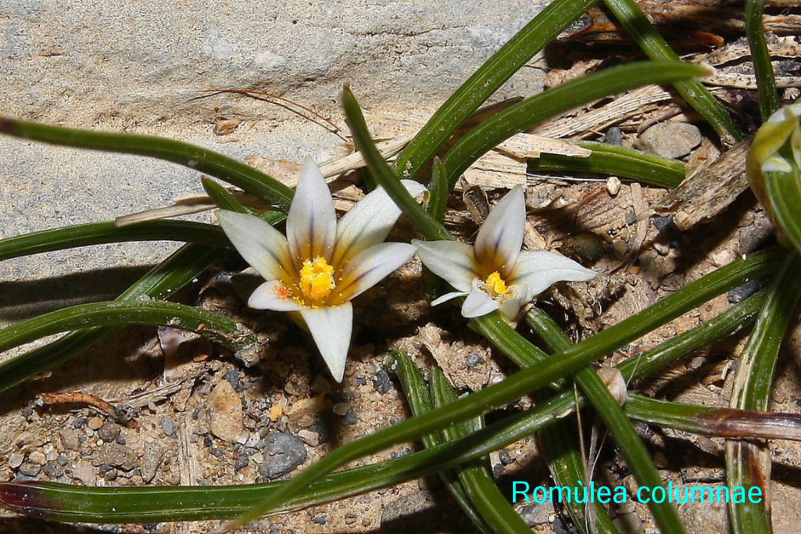 Romulea da identificare