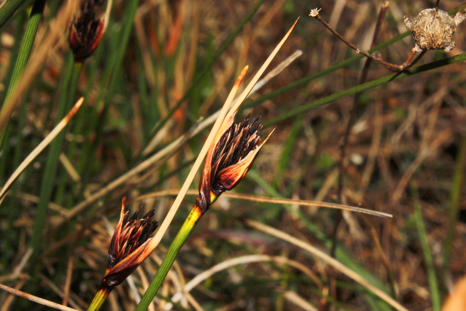 Schoenus nigricans