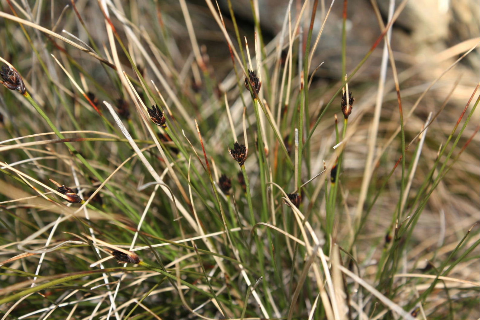 Schoenus nigricans