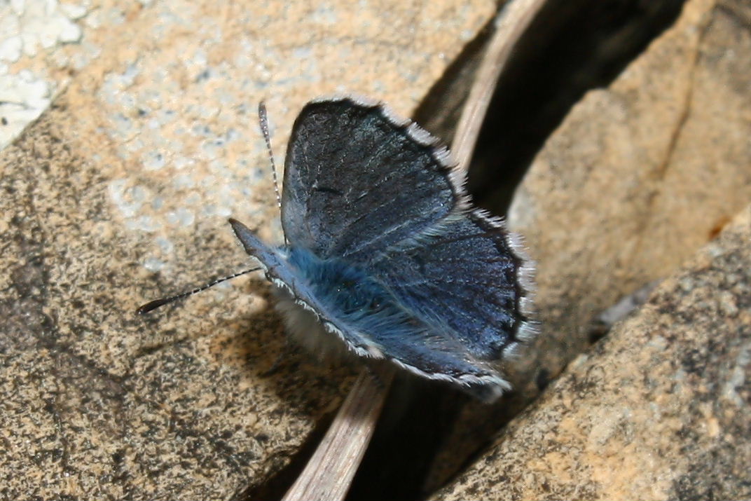 Lycienidae?  Pseudophilotes baton