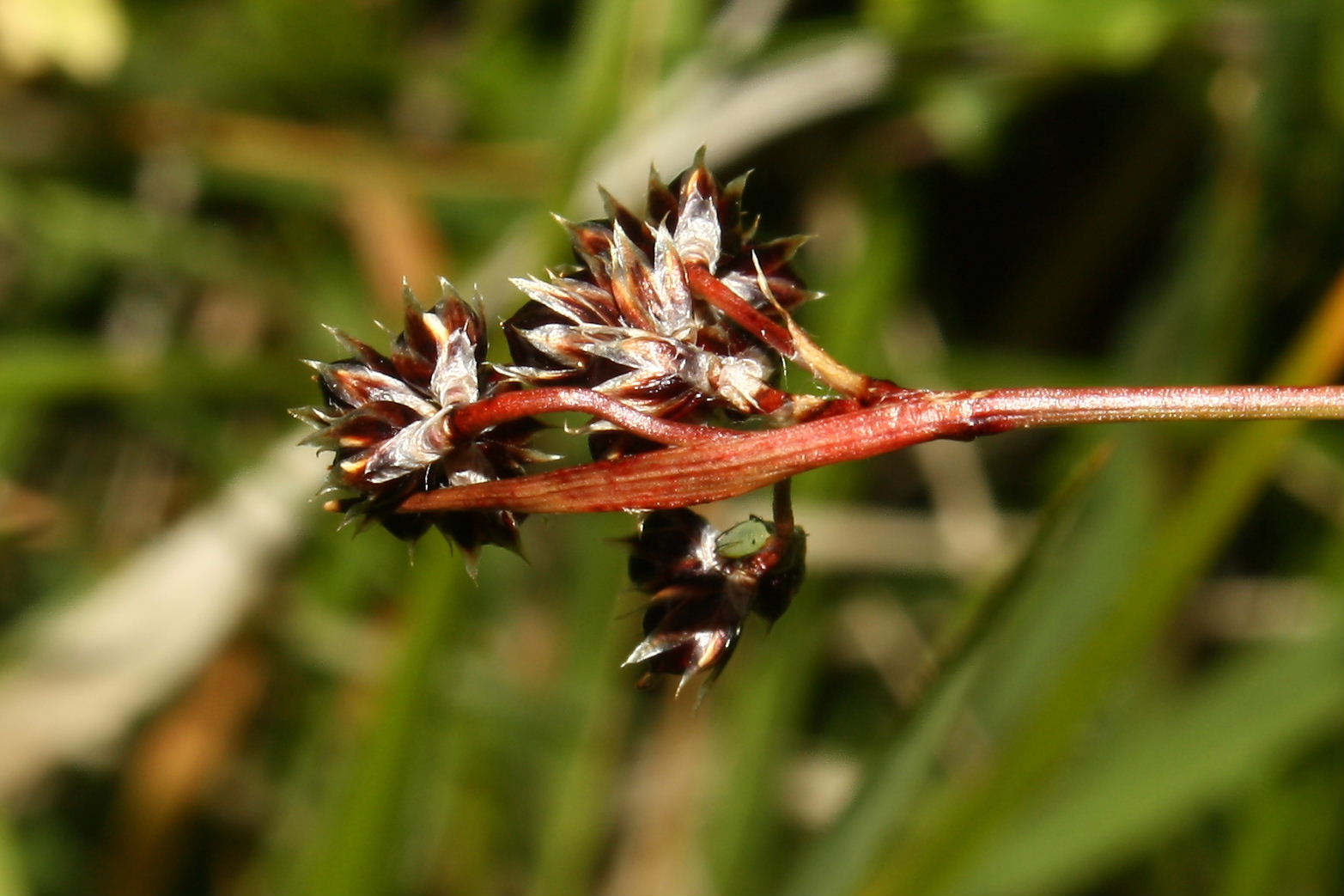 Luzula sp.