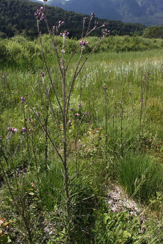 Cirsium palustre / Cardo di palude