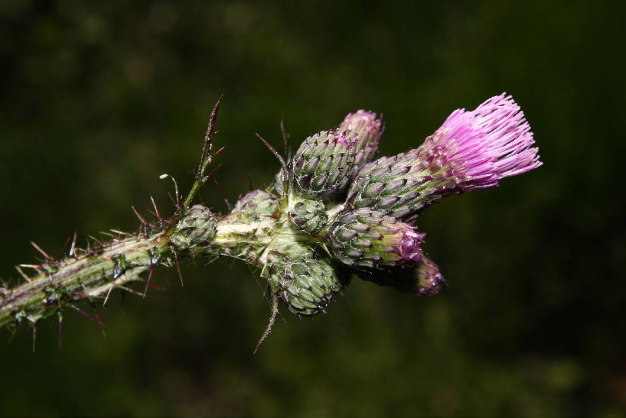 Cirsium palustre / Cardo di palude