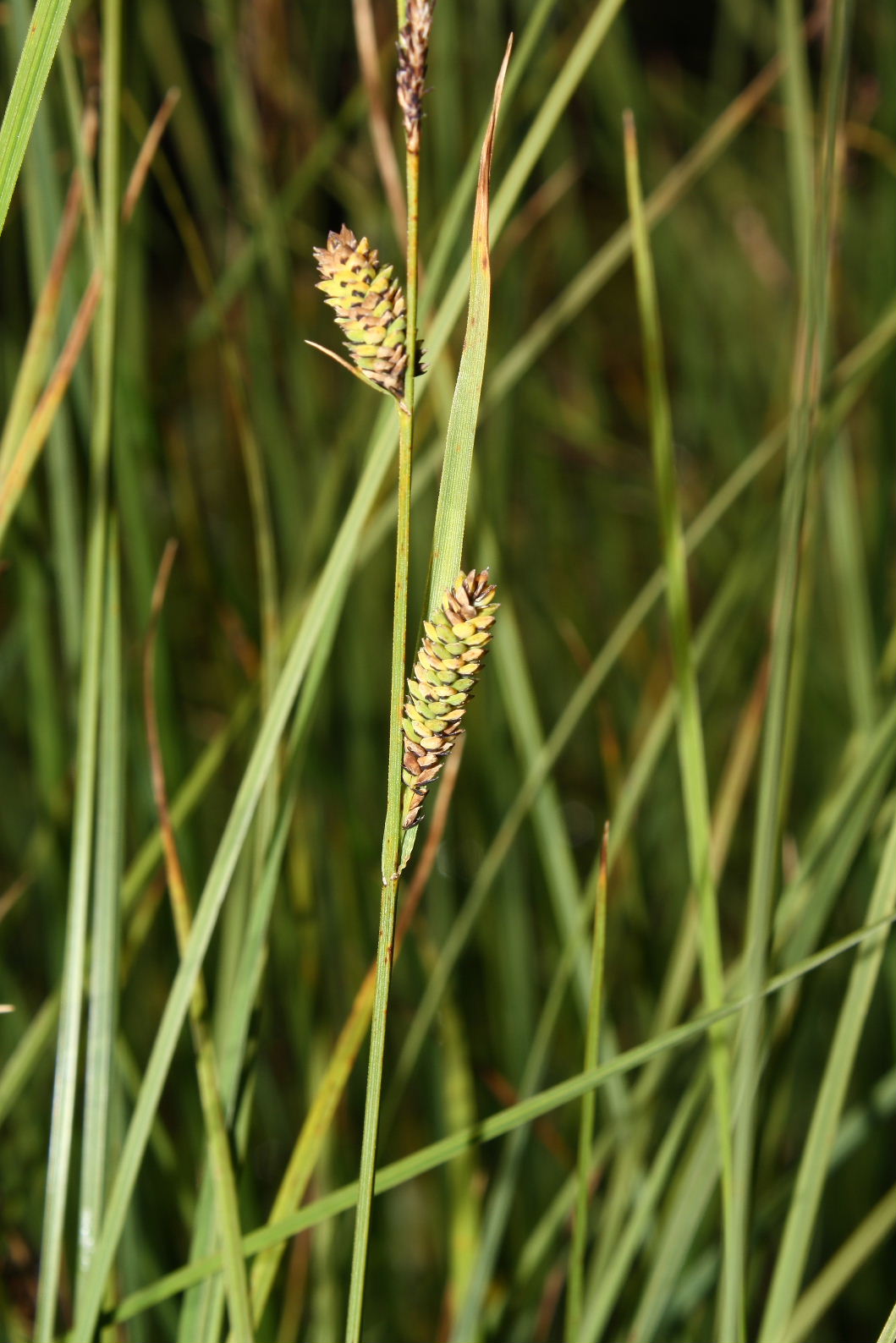 Erbacea da determinare-7 - Carex cfr. nigra