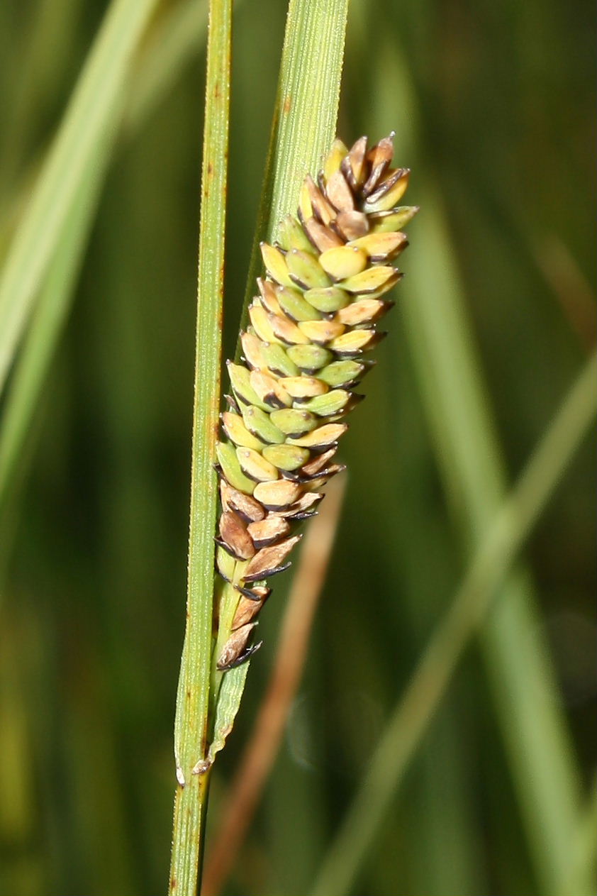 Erbacea da determinare-7 - Carex cfr. nigra