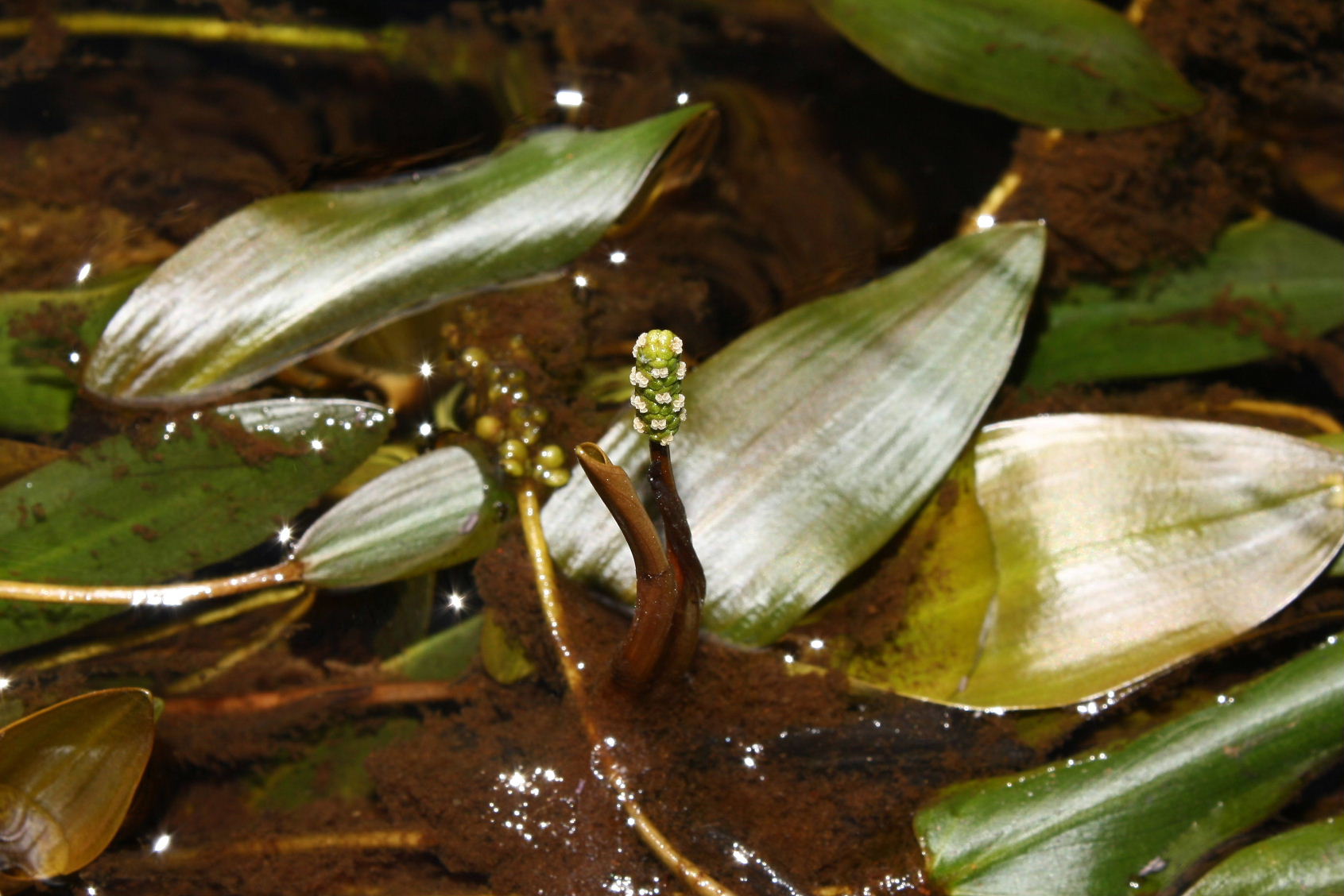 Potamogeton natans / Brasca comune