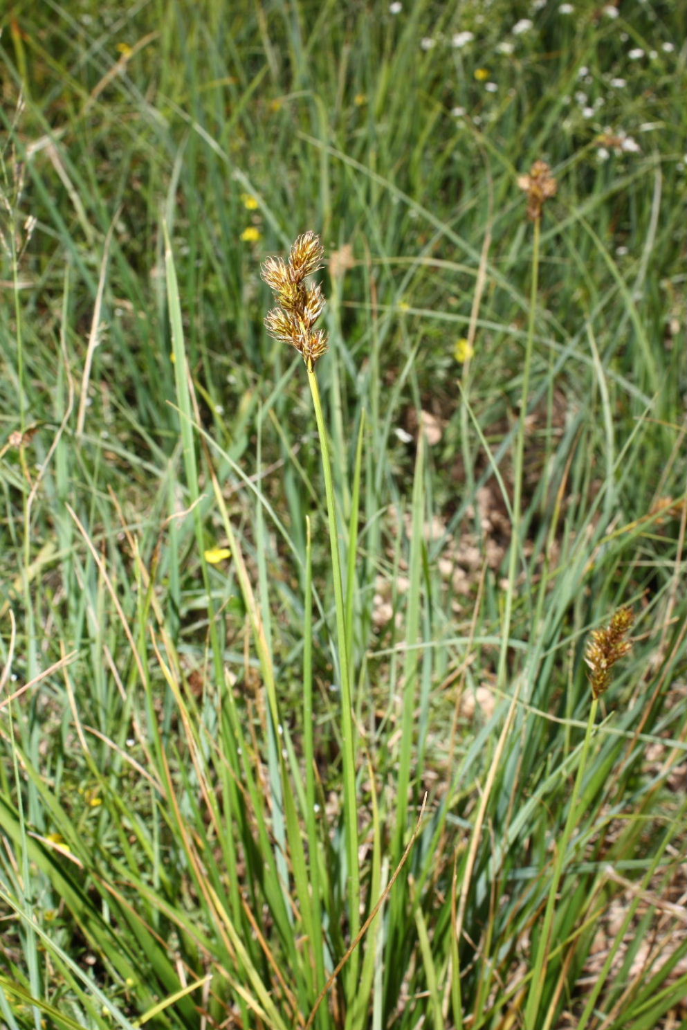 Carex leporina / Carice pie'' di Lepre